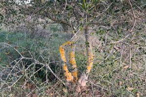Terreno agricolo edificabile