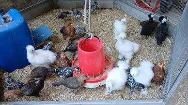 Galline ornamentali