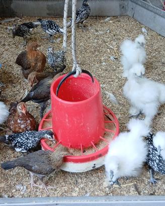 Galline ornamentali