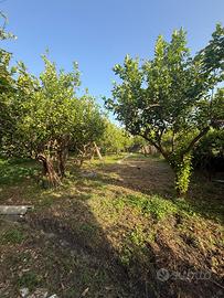 Giardino ad Ali Terme