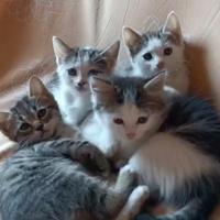 Regal gattini piccoli