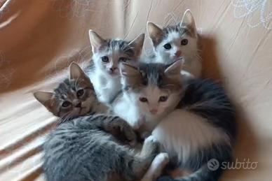 Regal gattini piccoli