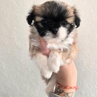 Chihuahua femmina