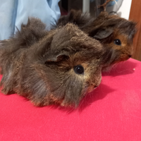 Porcellini D'india cuccioli