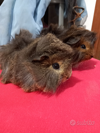 Porcellini D'india cuccioli