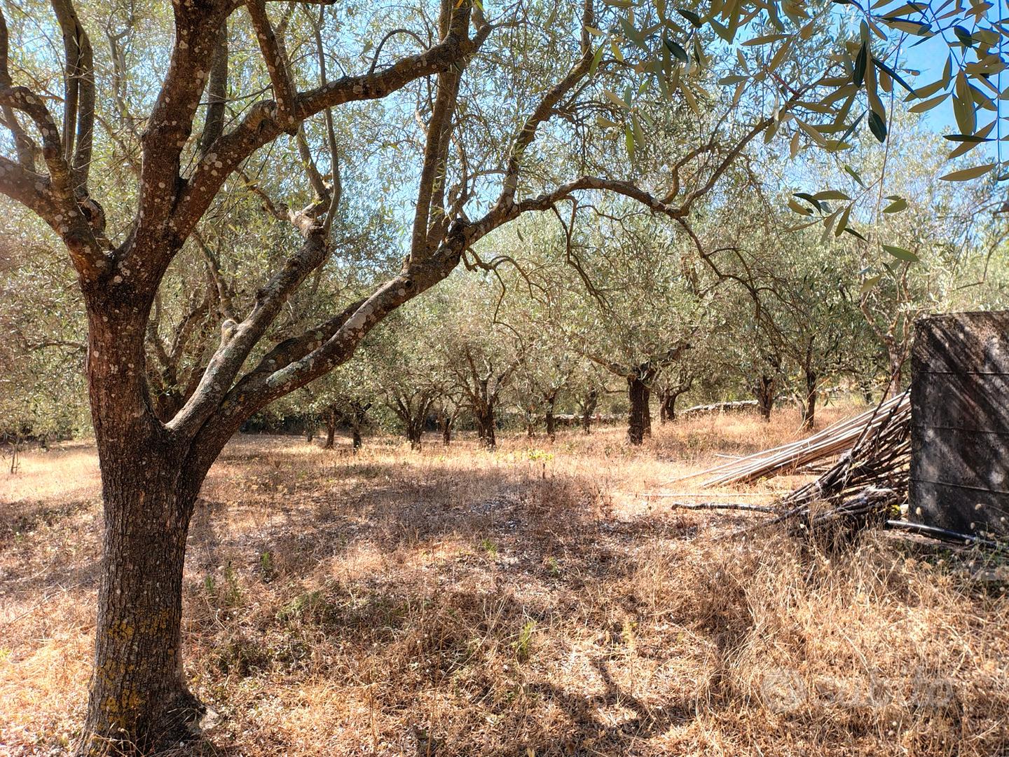 Terreno binzana ploaghe (ss) - Altro