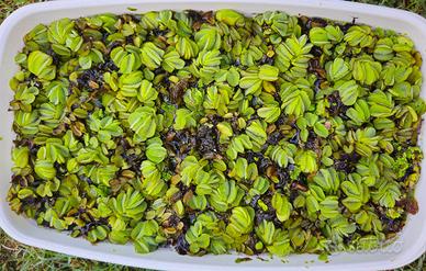 Salvinia pianta galleggiante