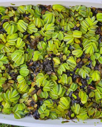 Salvinia pianta galleggiante
