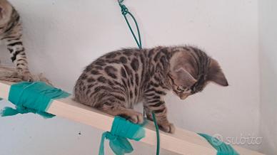 Gattini Bengala con pedegree