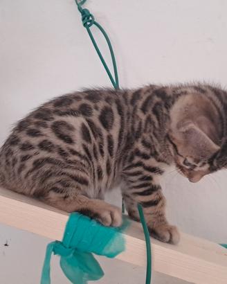 Gattini Bengala con pedegree