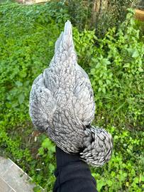 Galline padovane ciuffate nane