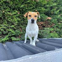 Jack russell maschio per accoppiamento