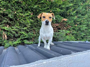 Jack russell maschio per accoppiamento