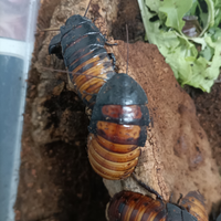 Blatte Fischianti - Gromphadorhina portentosa