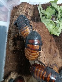 Blatte Fischianti - Gromphadorhina portentosa