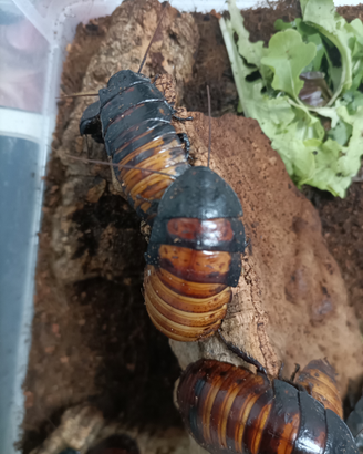 Blatte Fischianti - Gromphadorhina portentosa