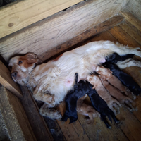 Cocker spaniel inglese