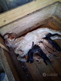 Cocker spaniel inglese