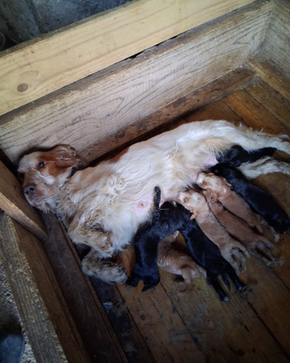 Cocker spaniel inglese