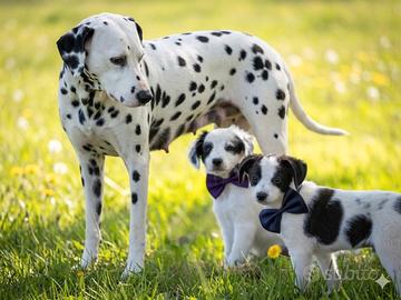 Cuccioli maschi due mesi