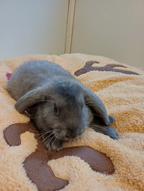 Coniglietti nani ariete