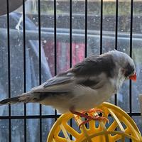 Diamantini mandarini