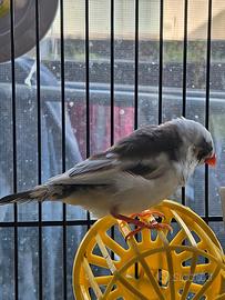 Diamantini mandarini