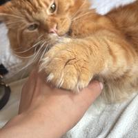 Maine Coon maschio con pedigree disponibile per mo