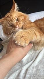 Maine Coon maschio con pedigree disponibile per mo