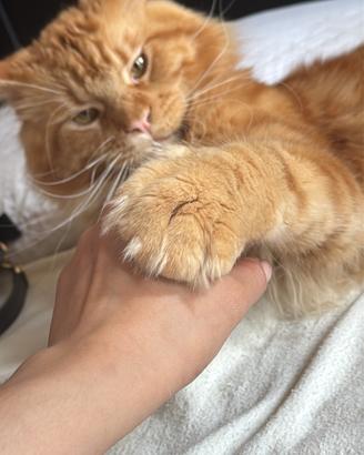 Maine Coon maschio con pedigree disponibile per mo