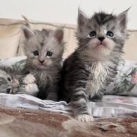 Cuccioli Maine Coon pedigree ANFI