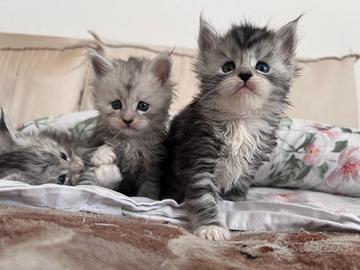 Cuccioli Maine Coon pedigree ANFI
