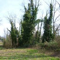 Legno di acacia per pali e riscaldamento