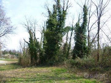 Legno di acacia per pali e riscaldamento