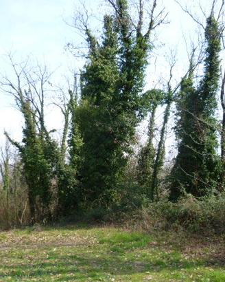 Alberi di Acacia per,  Assi. Pali. Riscaldamento.