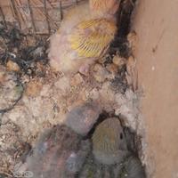 Pulli inseparabile da imbecco