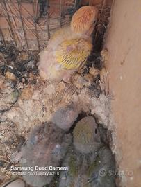 Pulli inseparabile da imbecco