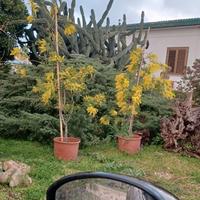 PIANTE DI MIMOSA