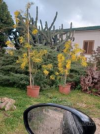 PIANTE DI MIMOSA