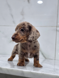 Bassotto arlecchino con pedigree