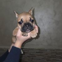 Bulldog francese