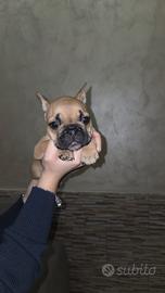 Bulldog francese