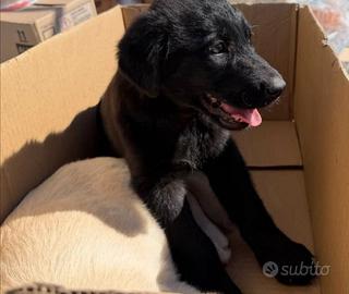 Mix Labrador, 3 mesi, femmina