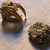 Teschio e Conchiglie - decorazione anche per acqua