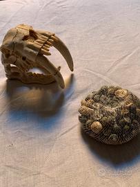 Teschio e Conchiglie - decorazione anche per acqua