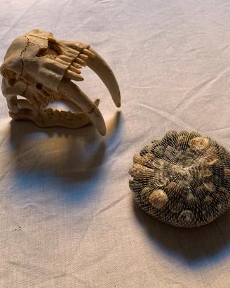 Teschio e Conchiglie - decorazione anche per acqua