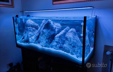 Acquario 240l con ciclidi, completo
