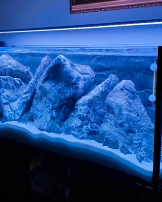 Acquario 240l con ciclidi, completo
