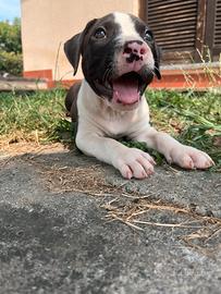 Cucciolo American Staffordshire Terrier