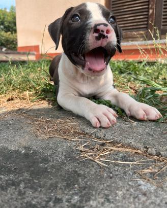 Cucciolo American Staffordshire Terrier
